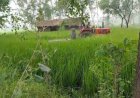 खण्ड विकास महराजगंज : अवैध निर्माण पर चली जेसीबी, धान की फसल पर चला ट्रैक्टर, डीएम से शिकायत के बाद हुई कार्यवाही