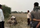 मृत पशु फेंके जाने की लगातार हो रही घटनाओं से ग्रामीणों में नाराजगी, कार्यवाही की मांग