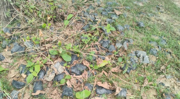 ब्लाक महराजगंज: लापरवाही व भ्रष्टाचार का एक और करनामा उजागर, कागजों पर हुआ वृक्षारोपण, लावारिस फेंके गए पौधे, ग्रामीणों में आक्रोश कार्यवाही की मांग